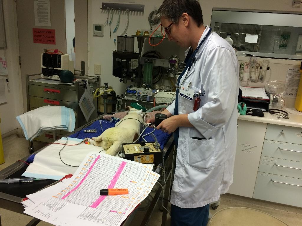Dr Mara Hickey in the ICU reviewing patient monitoring