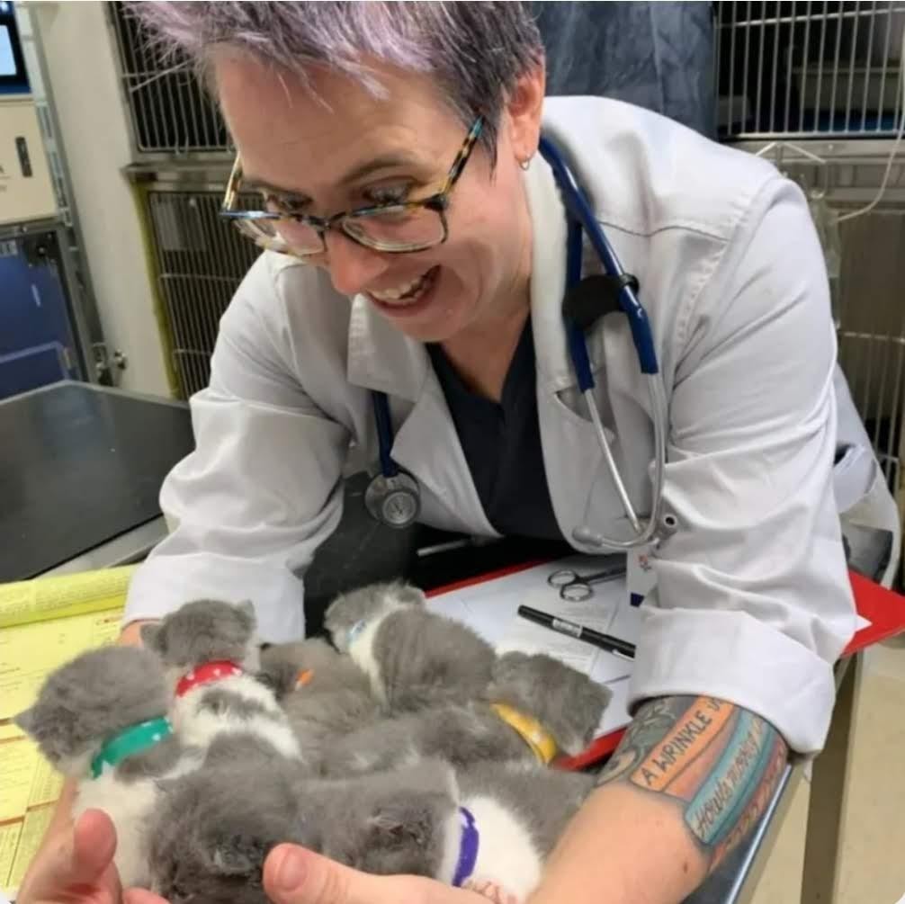 Dr Mara Hickey caring for a litter of kittens in clinic