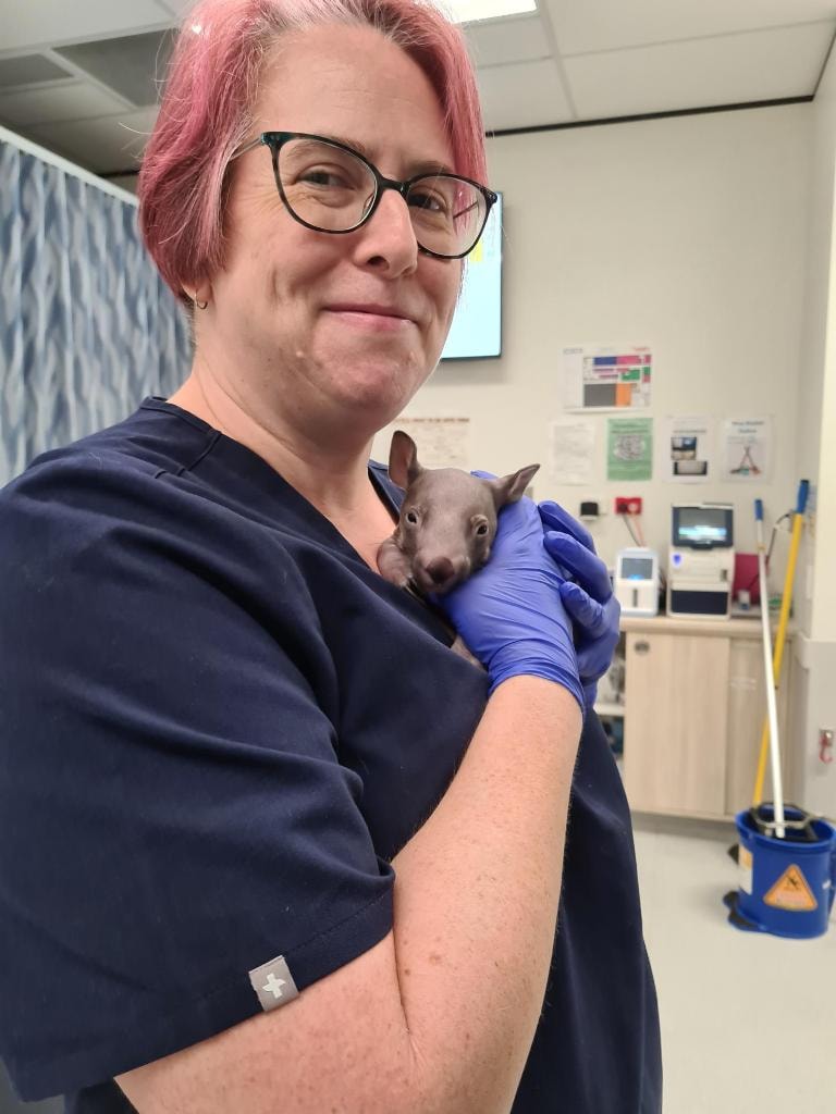 Dr Mara Hickey holding a tiny wombat joey in scrubs